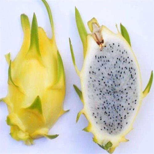Thanh long (Dragon fruit)