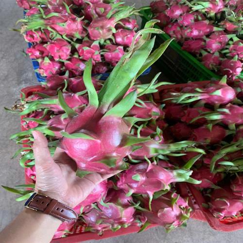 Thanh long (Dragon fruit)