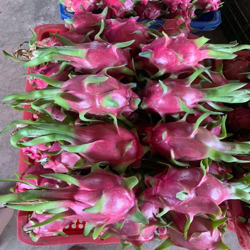 Thanh long (Dragon fruit)